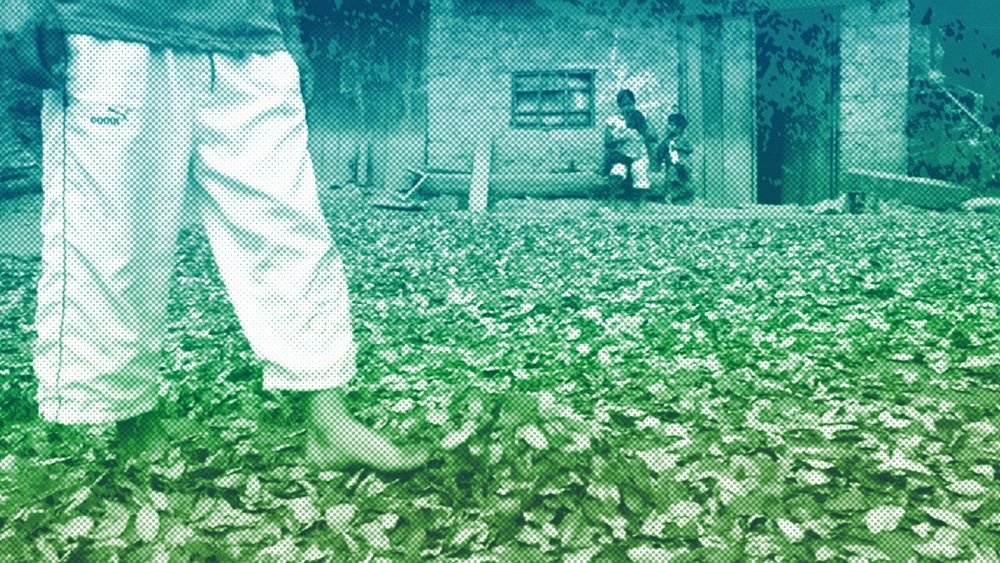 Amid worsening food shortages, we need to turn over a new leaf on the coca plant