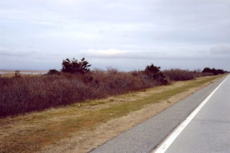 Gilgo Beach homicide probe expands with new search of wooded space in Long Island
 | EUROtoday