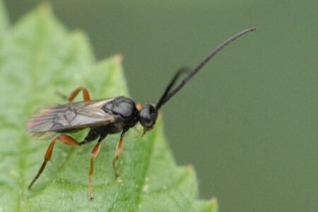 The wasps that domesticated viruses | Science
 | EUROtoday