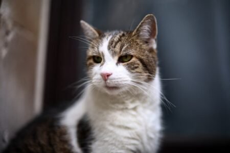 Larry the Downing Street cat is a ‘little sh**’, Scottish secretary jokes
 | EUROtoday