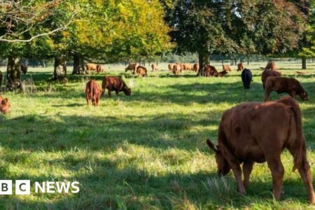 UK bans German cattle and pig imports after foot-and-mouth case
 | EUROtoday