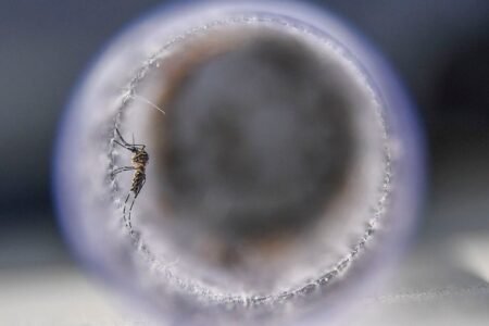 Philippines, Fight towards the Dengue: a dimension on mosquitoes, lives or loss of life
 | EUROtoday