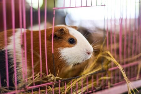 Pets at Home compelled to cease promoting guinea pigs after strep outbreak
 | EUROtoday