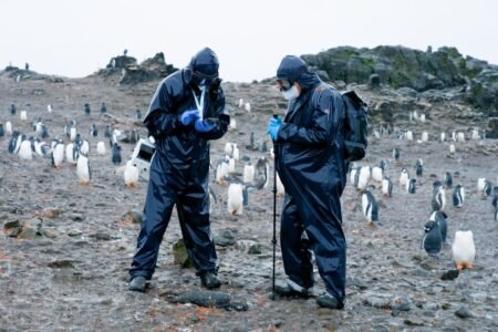 Inside the penguins invaded by the plague in Antarctica | Science
 | EUROtoday