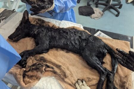 ‘A miracle’: Fox caught in oil rescued after eyes noticed in ‘tar-like substance’
 | EUROtoday