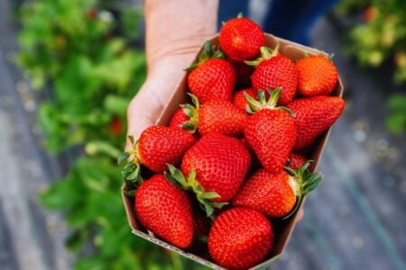 Nutrition: Strawberry harvest begins-the 500 gram shell prices that a lot
 | EUROtoday