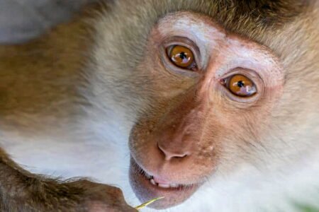 Ce que cache l’euthanasie de 161 macaques dans les Landes | EUROtoday