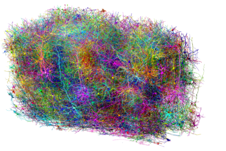 The mapping of a tiny piece of mouse mind opens an unexplored path to grasp human intelligence | Health and effectively -being
 | EUROtoday
