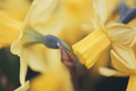 Anyone with daffodils of their backyard instructed there’s 1 factor they need to by no means do | UK | News
 | EUROtoday