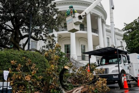 Historic White House Tree Replaced By Trump ‘MAGAnolia’
 | EUROtoday