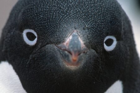 Penguin Causes Helicopter Crash In South Africa, And People Joke It’s Tariff Revenge
| EUROtoday