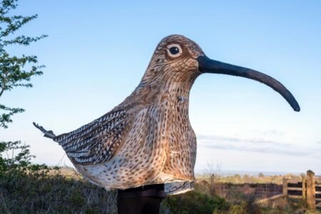 Why a person walked 53 miles dressed as a curlew over Easter
 | EUROtoday