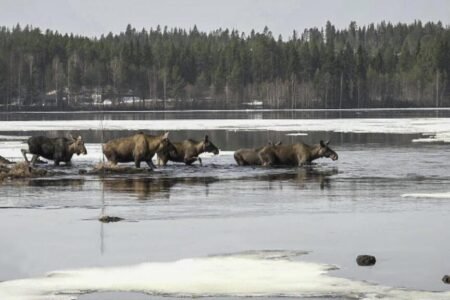 đThe Bright Side: Swedenâs 24-hour âThe Great Moose Migrationâ livestream is a nationwide hit
| EUROtoday