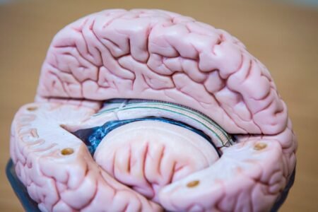 How we realized to anticipate: the essential position of the cerebellum to foretell the world | Science
 | EUROtoday