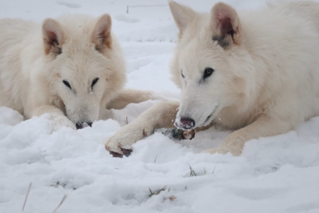 Colossal: The firm that created the woolly mice proclaims the “wolf” of the enormous wolf | Science
 | EUROtoday