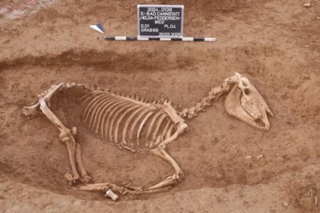 Roman cemetery: Stuttgart’s oldest horse is on the “Schindanger”
 | EUROtoday