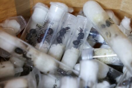 How ants turned the centre of a brand new smuggling ring threatening Europe: ‘It’s like cocaine’
 | EUROtoday