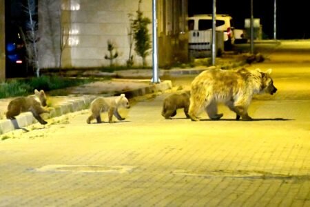 The serial killer and the same old suspect puma: adventures between fauna outdoors the legislation | Culture
 | EUROtoday