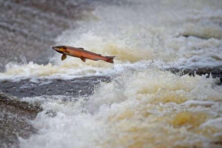 The salmon develop into extra daring emigrate by the anxiolytics that pollute the rivers | Science
 | EUROtoday