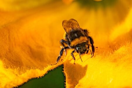 Mapped: Warning for hay fever victims as pollen rely hits ‘very high’ – discover out the place
 | EUROtoday