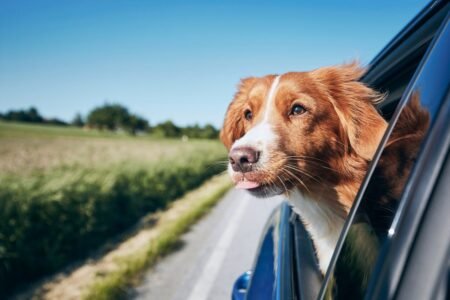 Five lesser-known highway guidelines that might land drivers a hefty fantastic this Easter
 | EUROtoday