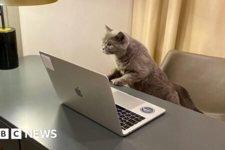 Firm posts profitable workplace cat-sitting job
 | EUROtoday