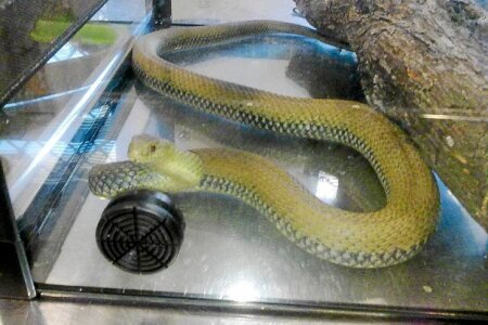They discover a bastard snake of three meters in size contained in the motor of a automobile in Valencia
 | EUROtoday