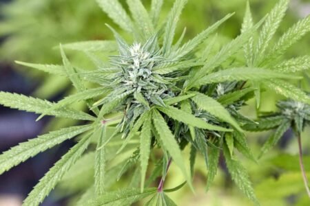 Detailing: 17-year-old has marijuana breeding within the room-search
 | EUROtoday