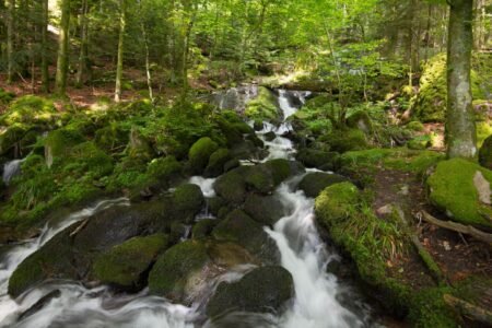 Is the promise to plant “a billion trees” is a good suggestion?
 | EUROtoday