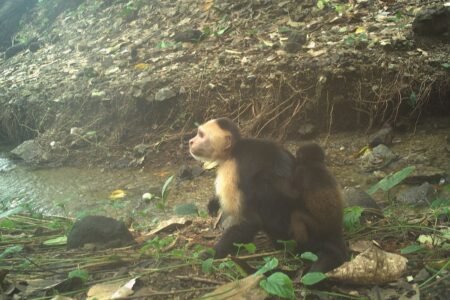 Teenage cappuchin monkeys kidnap the offspring of one other species by ‘boredom’ | Science
 | EUROtoday