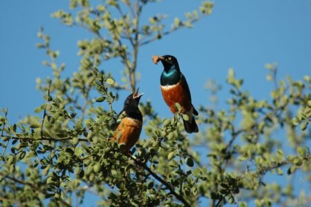 These birds set up friendship ties to assist elevate their chicks | Science
 | EUROtoday