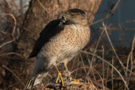 How a hawk realized to make use of site visitors mild to hunt in the midst of road site visitors | Science
 | EUROtoday