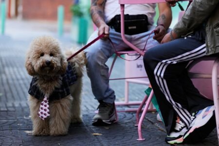 Inside town the place persons are selecting pampered pets over kids
 | EUROtoday