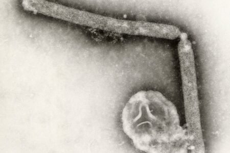 Mystery over sudden drop in chook flu circumstances throughout the US
 | EUROtoday