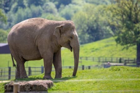 New guidelines to return into pressure in all UK zoos for workers and guests
 | EUROtoday