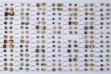 The secrets and techniques of Mendel’s legacy are uncovered 160 years later, in a large examine with peas | Science
 | EUROtoday
