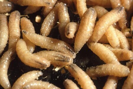 Did we extinguish the bugs now that we will? | Science
 | EUROtoday