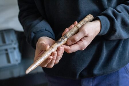 Found within the Vizcaya Gulf the oldest instruments made with whale bones | Science
 | EUROtoday