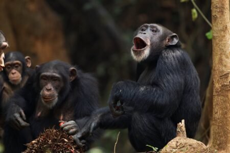 Screams, grunts and rhythmic percussion: Chimpanzees mix appears like human phrases | Science
 | EUROtoday