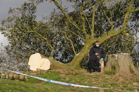 Sycamore Gap trial dwell: Suspect reported buddy to police for felling tree in ‘anonymous phone call’
 | EUROtoday