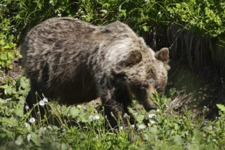 Shoted bears will quickly land on the plate in Slovakia
 | EUROtoday