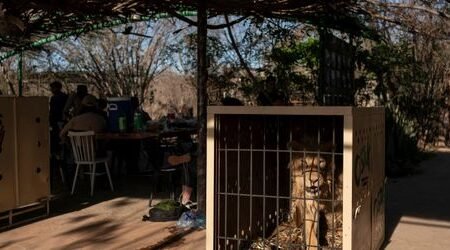 Mexico: Wildese reserve with 700 animals should transfer due to the drug cartels
 | EUROtoday