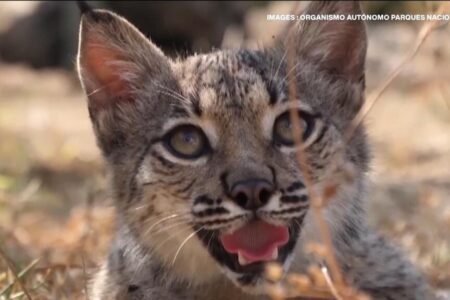 Bouncing again: Spain’s Iberian lynx saved from extinction
| EUROtoday