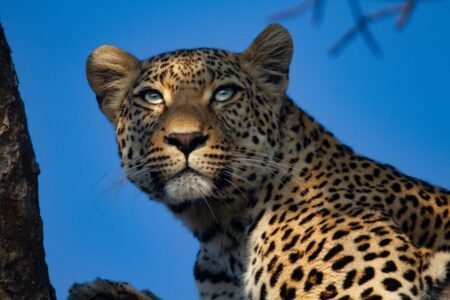 Leopard-hunting vacation packages being bought for as much as £116,000 whereas UK ban on trophy imports stalls
 | EUROtoday
