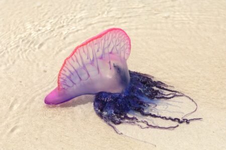Weird sea creature ‘balloons’ are washing up on North Carolina seashores – right here’s what they’re
 | EUROtoday