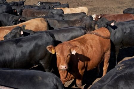 Mad cow illness: Case of BSE confirmed on Essex farm
 | EUROtoday