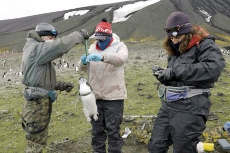 The lady who analyzes the persona of the penguins | Science
 | EUROtoday